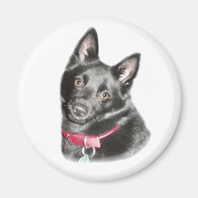 Íman Imagem de Schipperke (Frente)