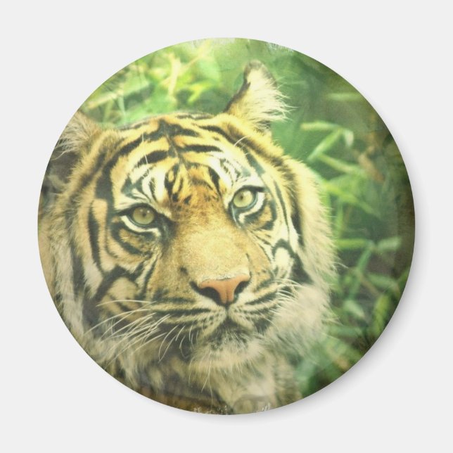 Íman Imagem de Tigre Siberiana (Frente)