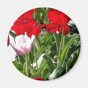 Íman Imagem de tulipas vermelhas