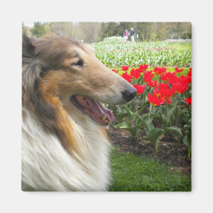 Íman Imagem de Tulips Collie n Sable Rough