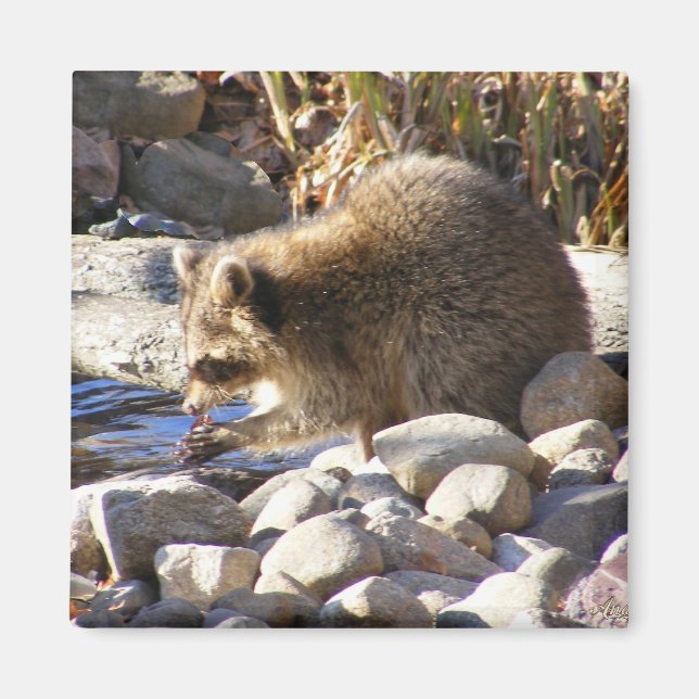 Íman Imagem de Winter Raccoon ~ (Frente)