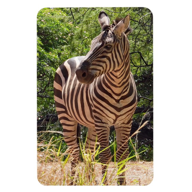 Íman Imagem de Zebra (Vertical)