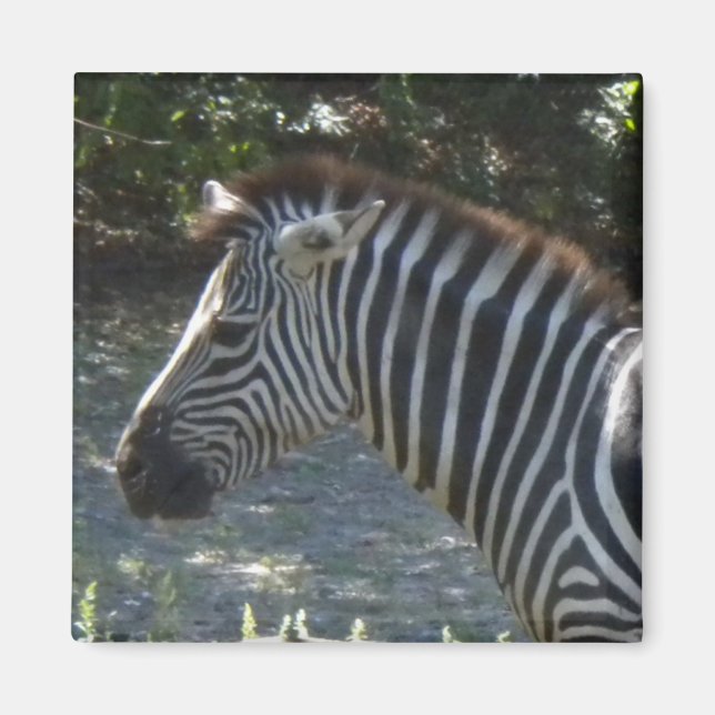 Íman Imagem de zebra (Frente)