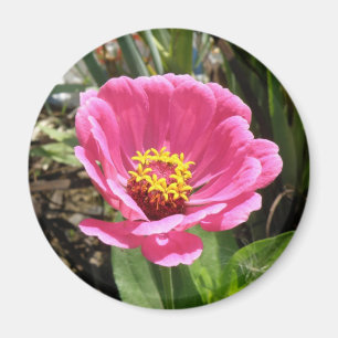 Íman Imagem de Zinnia Rosa bonito