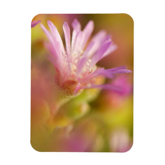 Íman Imagem Difusa De Uma Flor Suculenta Colorida (Vertical)