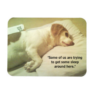 Íman Imagem do Beagle Photo "Tentando dormir" 3x4