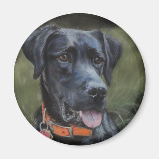 Íman Imagem do Black Labrador