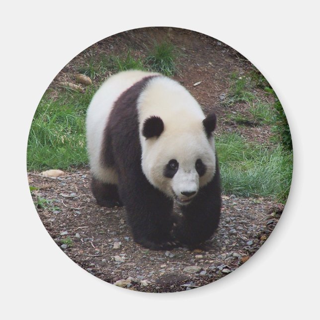Íman Imagem do Círculo Fotográfico Giant Panda (Frente)