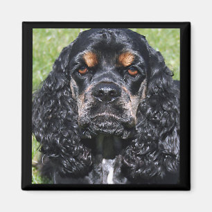 Íman Imagem do Cocker Spaniel