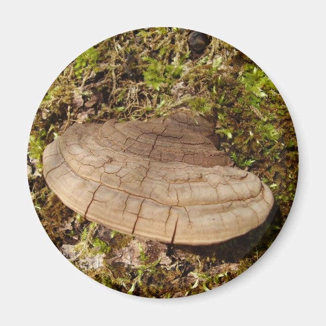 Íman Imagem do Coguete de Phellinus igniarius (Frente)