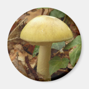 Íman Imagem do Cogumelo Deathcap