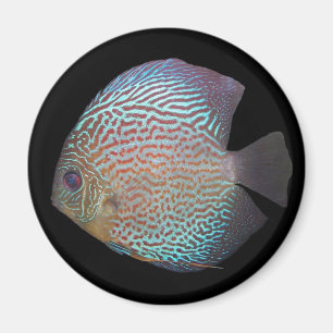 Íman Imagem do disco 2