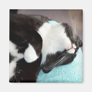 Íman imagem do gatinho do tuxedo cat chin