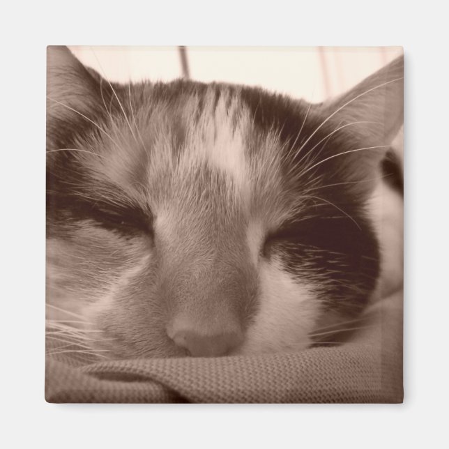 Íman Imagem do gato Calico (Frente)