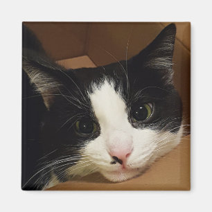 Íman Imagem do gato Tuxedo
