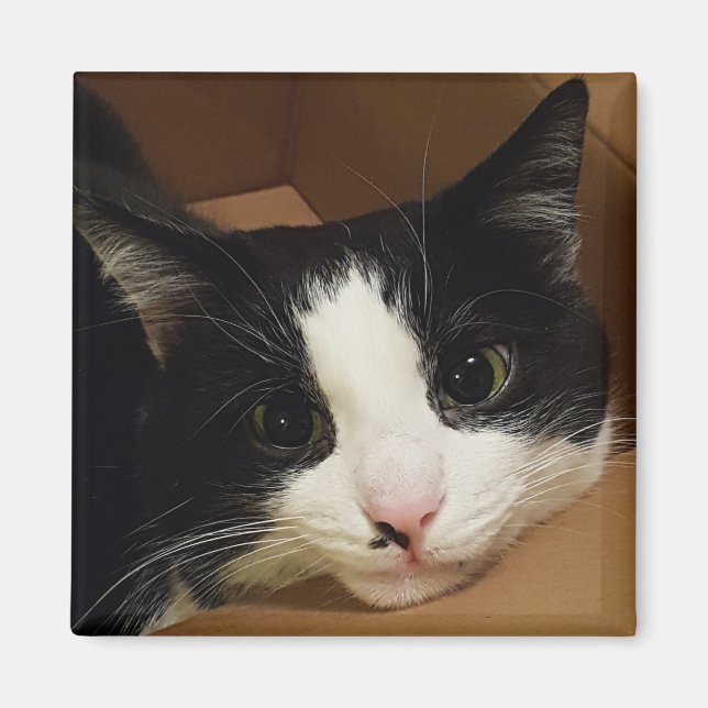 Íman Imagem do gato Tuxedo (Frente)