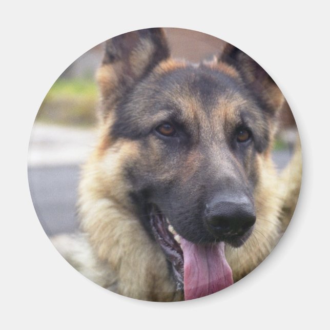 Íman Imagem do German shepherd Magnet (Frente)