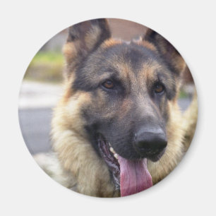 Íman Imagem do ímã do german shepherd