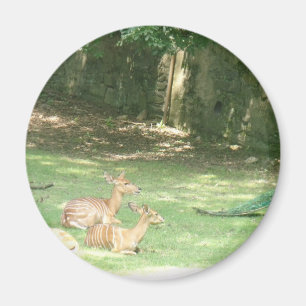 Íman Imagem do jardim zoológico de Bronx