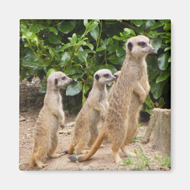 Íman Imagem do Meerkat2 (Frente)