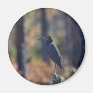 Íman Imagem do pequeno Blue Heron