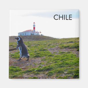 Íman Imagem do Pinguim do Chile
