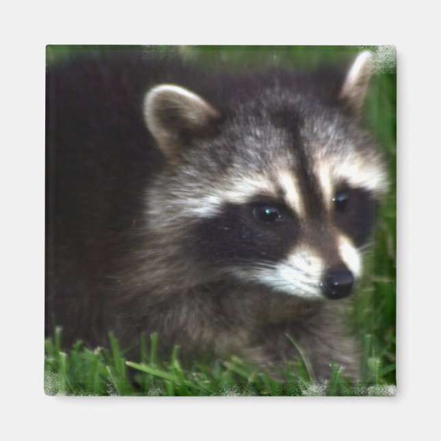 Íman Imagem do Raccoon (Frente)