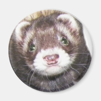 Íman Imagem do rosto de Ferret