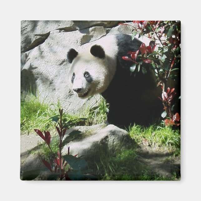 Íman Imagem do Sorriso Panda (Frente)