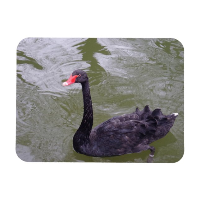 Íman Imagem do Swan Preto 3"x4" (Horizontal)