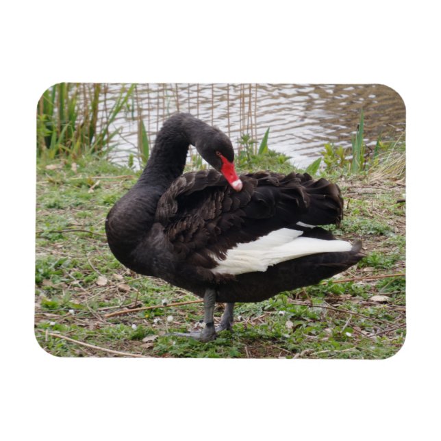 Íman Imagem do Swan Preto 3"x4" (Horizontal)