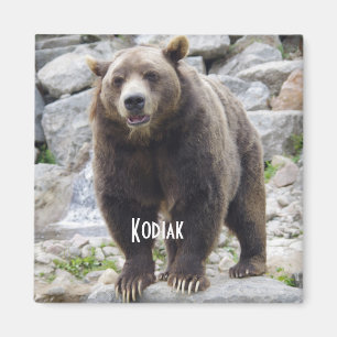 Íman Imagem do urso Kodiak