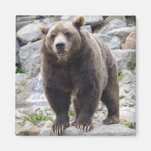 Íman Imagem do urso Kodiak