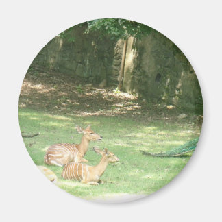 Íman Imagem do Zoo Bronx