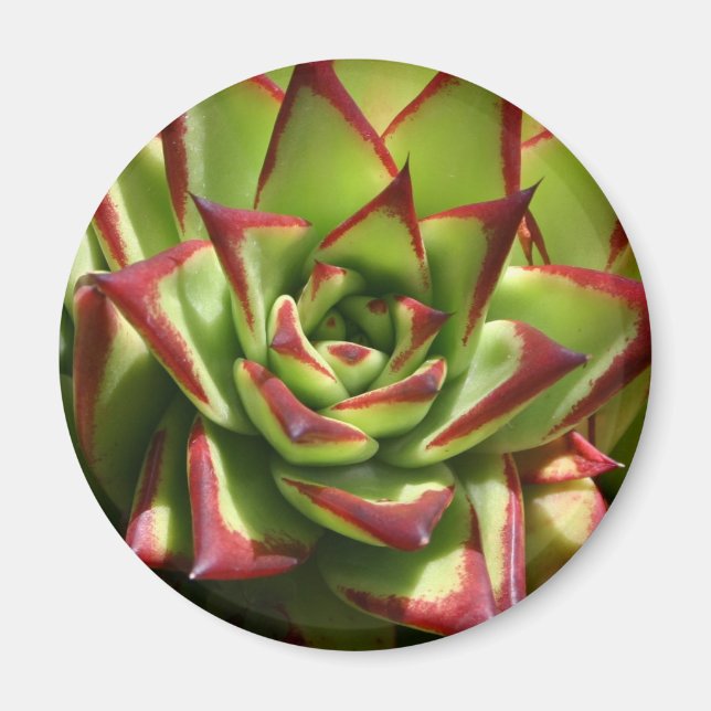 Íman Imagem Echeveria (Frente)