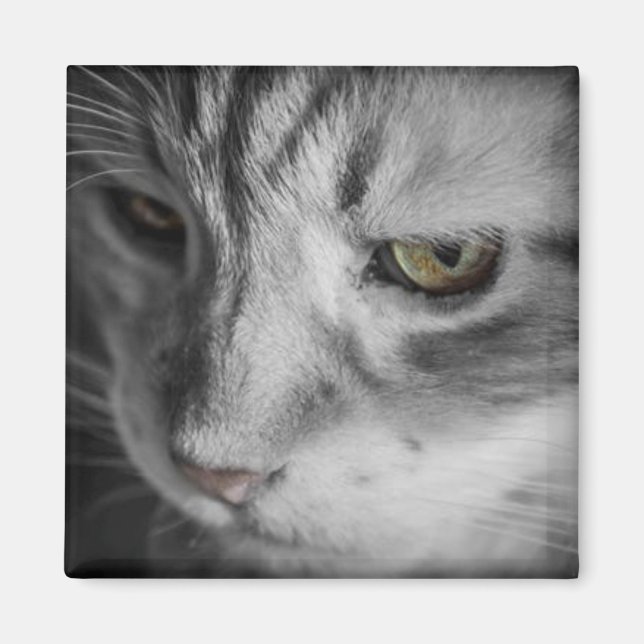 Íman Imagem em Preto e Branco de Gato (Frente)