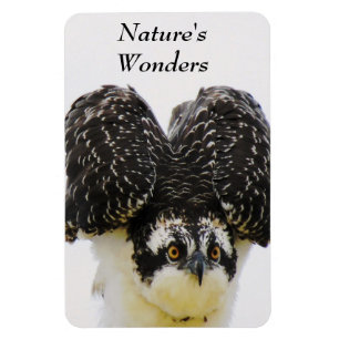 Íman Imagem Flexi de Olhos Osprey