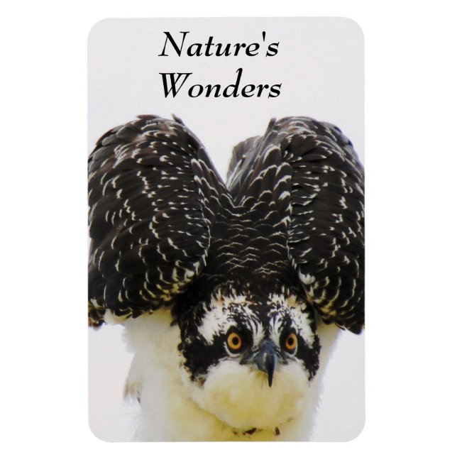 Íman Imagem Flexi de Olhos Osprey (Vertical)