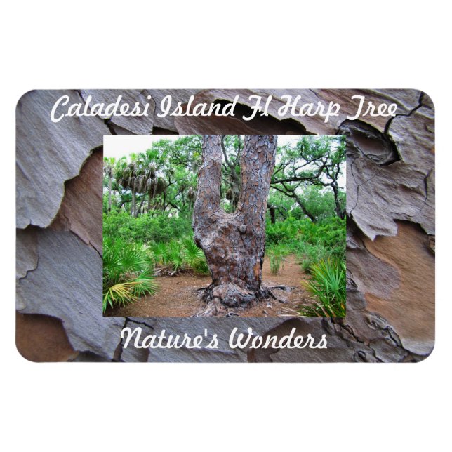 Íman Imagem Flexi Premium Da Árvore Da Ilha Caladesi (Horizontal)