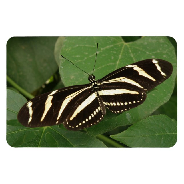 Íman Imagem Flexível da Borboleta Zebra Longwing (Horizontal)