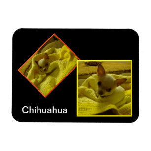 Íman Imagem Flexível de Foto Chihuahua