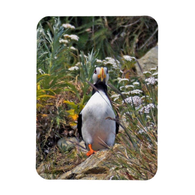 Íman Imagem flexível do puffin (Vertical)
