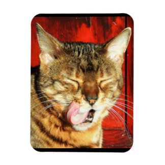 Íman Imagem Fotográfica Bengal Love