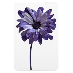 Íman Imagem Fotográfica Daisy Flower