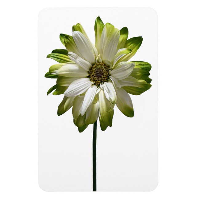 Íman Imagem Fotográfica Daisy Flower (Vertical)