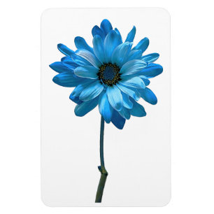 Íman Imagem Fotográfica Daisy Flower
