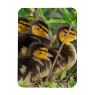 Íman Imagem Fotográfica de Ducklings