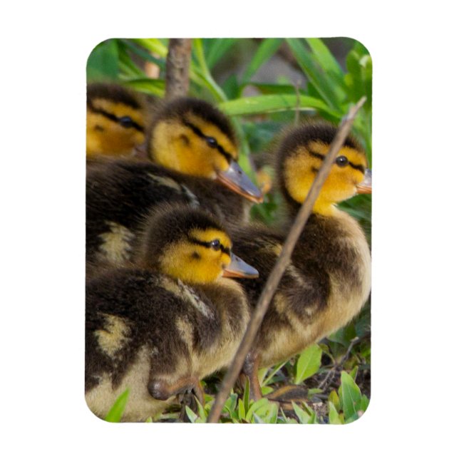 Íman Imagem Fotográfica de Ducklings (Vertical)