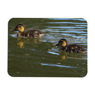 Íman Imagem Fotográfica de Ducklings