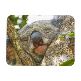 Íman Imagem Fotográfica do Koala Bear